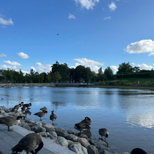 Telford Town Park