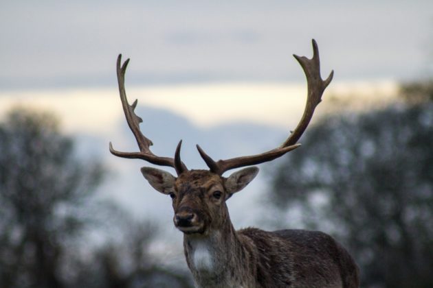 Explore wildlife near Shifnal