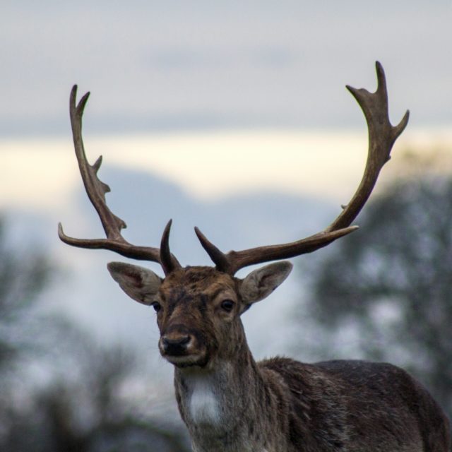 Explore wildlife near Shifnal